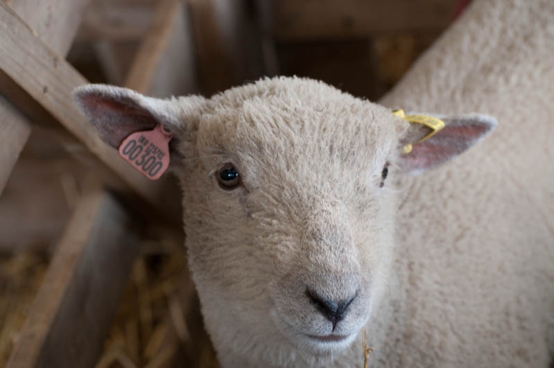 Manche sehen aus wie Stofftiere