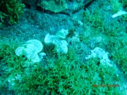 PICT0942.jpg