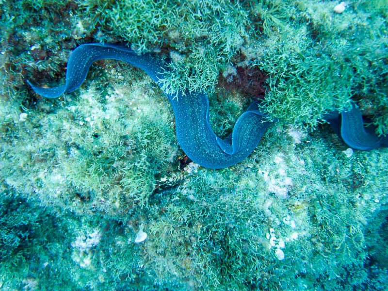 M0015501