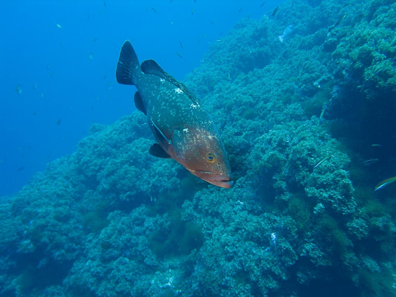 M0015807