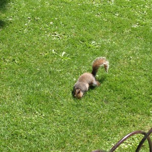 Droll Squirrel even eat out of your hand