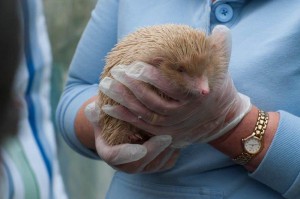 Albino Igel