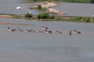 Bird diversity